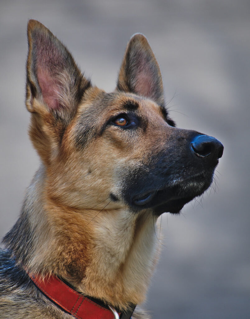 Guard Dog